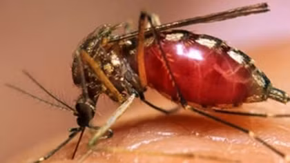 Dùng muỗi vằn mang vi khuẩn Wolbachia để phòng ngừa lây truyền virus Zika