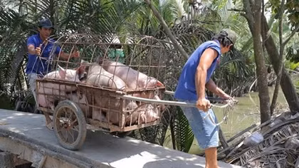 Tiêu huỷ đàn lợn nhiễm chất cấm salbutamol