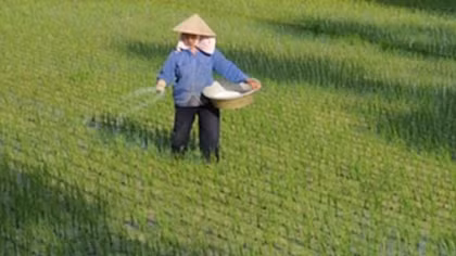 Yêu cầu không sử dụng xi măng bón lúa