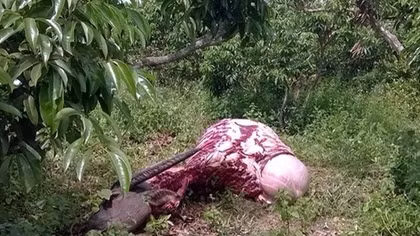 Không săn được thú rừng, quay sang giết trâu