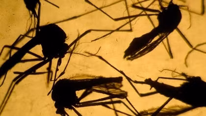 Virus Zika có thể gây bệnh bại liệt