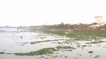 Bèo lục bình “bủa vây” con sông đẹp nhất xứ Huế