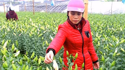 Người trồng nức nở vì hoa ly lỡ hẹn Tết Nguyên đán