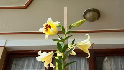 Kỳ lạ cây hoa lily cao 2,5m, trổ 6 bông thơm ngát