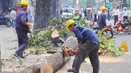 Thanh tra Chính phủ giám sát việc thanh tra dự án thay thế cây xanh ở Hà Nội