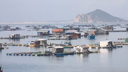 Tái diễn tình trạng nuôi tôm cá trái phép ở vịnh Vũng Rô