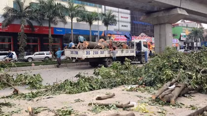 Bí thư Thành ủy Hà Nội: Không phải cứ xà cừ là chặt bỏ