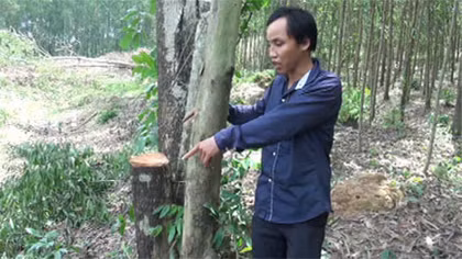 Án mạng chỉ vì 30 cây tràm
