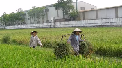 Hỗ trợ 1 triệu đồng/ha đất chuyên trồng lúa nước