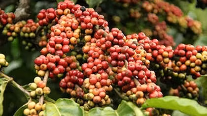 Giá trị xuất khẩu nông sản giảm mạnh ở những mặt hàng mũi nhọn