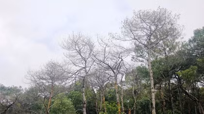 Hơn 150 héc-ta rừng thông bị sâu róm tàn phá