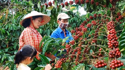 Cho vay tái canh cây cà phê tại các tỉnh Tây Nguyên
