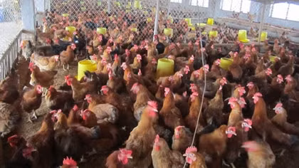 Ngành nông nghiệp không thể chỉ ngồi đợi phép mầu