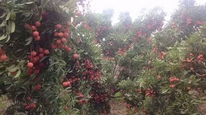 Quyết liệt để 'kéo' nông nghiệp tăng trưởng trở lại