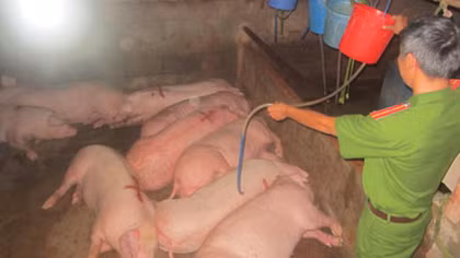 Bắt quả tang nhiều cơ sở bơm nước và giết mổ heo lậu