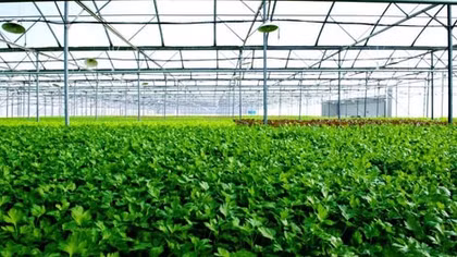 Vingroup đầu tư ngàn tỉ xây nhà kính lớn nhất Việt Nam
