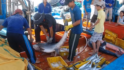 Cá nặng đầy khoang từ Hoàng Sa, Trường Sa