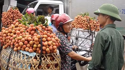 Dự báo giá vải thiều năm nay sẽ tương đương 2014