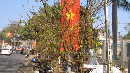 Mai rừng về phố...