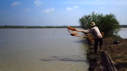 Nước lũ không về, nông dân vùng Đồng Tháp Mười lo lắng