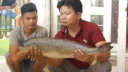 Bắt được con cá lạ nghi cá sủ vàng quý hiếm