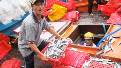 Trúng đậm lộc biển từ Hoàng Sa