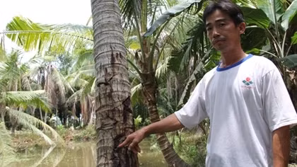 Cần khẩn trương làm rõ nghi án 'đầu độc' hàng trăm cây dừa