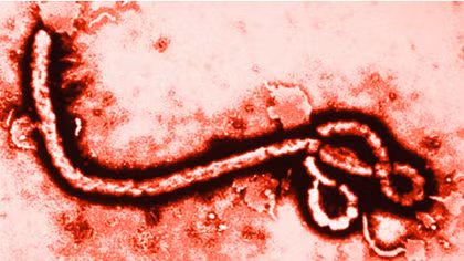 6 nước đã qua 6 tuần không có người mắc mới Ebola