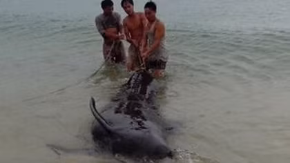 Cá voi mắc lưới ngư dân