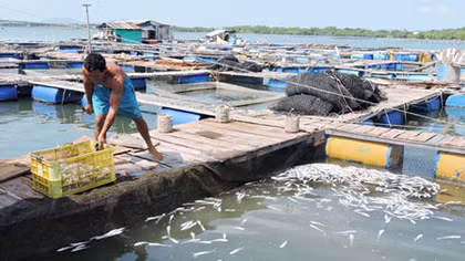 Phạt 8 nhà máy làm cá chết hàng loạt trên sông Chà Và