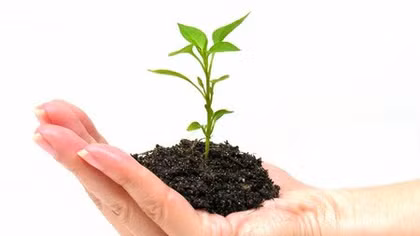 Trồng hơn 5.000 cây xanh dịp 'Tết trồng cây'