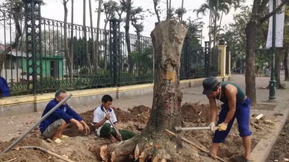 Chặt hạ cây xanh ở Hà Nội: Cần lắng nghe ý kiến của chuyên gia và người dân