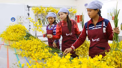 Kiếm tiền tỷ từ việc đưa lan vũ nữ sang Nhật