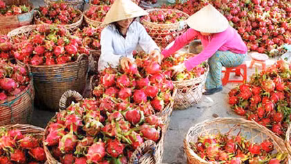  Xuất khẩu trái cây: Đừng ‘lấy đá ghè chân mình’!