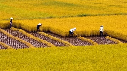 Bổ sung hơn 470 tỷ đồng bảo vệ đất trồng lúa
