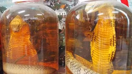 Hàng trăm chai rượu ngâm 'rắn hổ mang' hóa ra là rắn ráo
