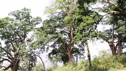 Quần thể cây đa cổ thụ ở Hà Giang là cây di sản
