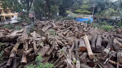 Lãnh đạo Công ty cây xanh phủ nhận chuyện chở gỗ vào làng Chuông
