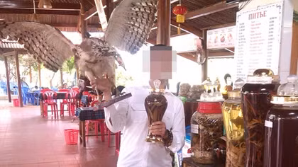 Thú rừng về phố