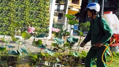 Trồng sen không phải là nguyên nhân khiến bệnh sốt xuất huyết tăng