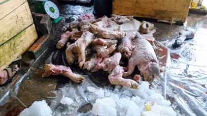 Kinh hãi phát hiện 1,5 tấn thịt heo thối đang đến nhà hàng