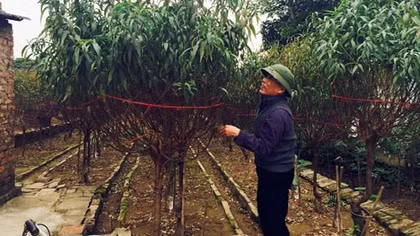 Đào Nhật Tân, quất Quảng An đang ngóng chờ… thời tiết