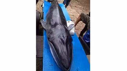 Cá ông nặng hơn 200kg mắc cạn