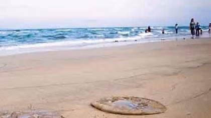 Tá hỏa phát hiện thi thể không nguyên vẹn trôi dạt vào bờ biển