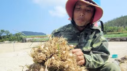 Buôn bán tỏi giả thương hiệu Lý Sơn: Xin đừng “tham bát bỏ mâm”