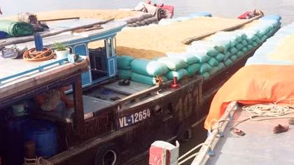 Thu giữ 300 tấn lúa nhập lậu