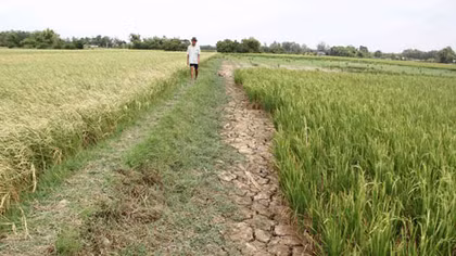 Khẩn trương cứu lúa, tìm nước sạch phục vụ dân sinh (kỳ 1)