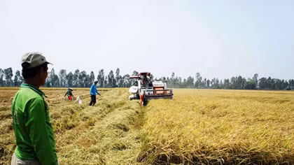 Giá lúa tại Đồng bằng sông Cửu Long tăng từng ngày