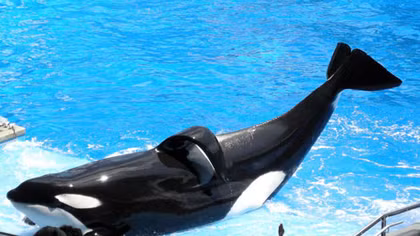 Công viên nước SeaWorld bị cáo buộc giám sát các nhà hoạt động quyền động vật