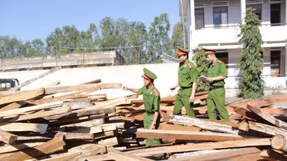 Ra quân truy quét các đối tượng khai thác, vận chuyển gỗ làm trụ tiêu